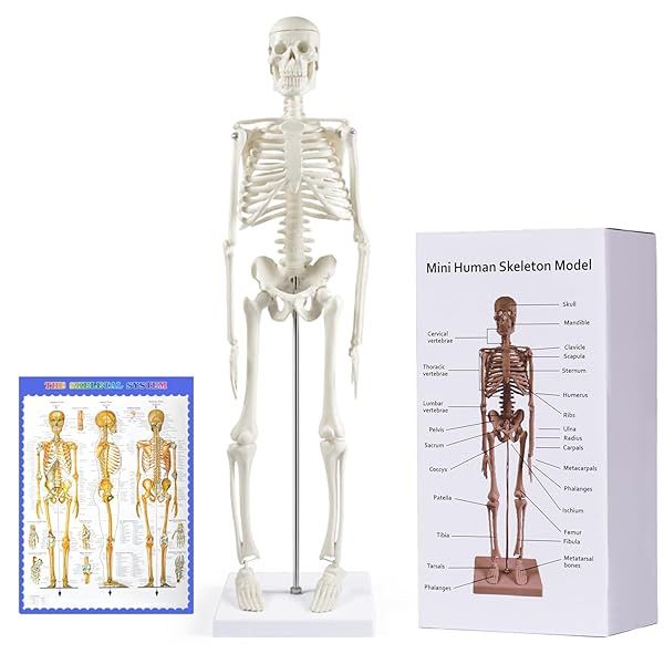 breesky Human Skeleton Model for Anatomy: 17 Human Skeleton Model with Movable Arms and Legs - Scientific Model for Study and Display