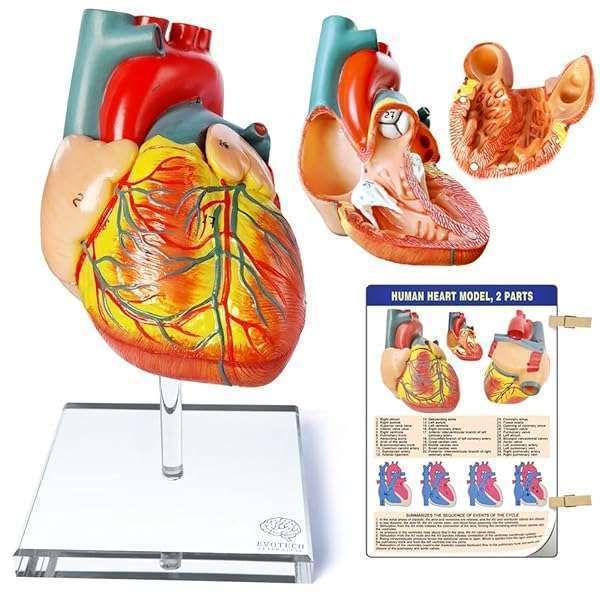 EVOTECH Scientific Life-Size Human Heart Model for Anatomy & Cardiology Study - 2-Part Educational Tool